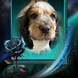 Nerissa - Black white and tan female English Springer Spaniel puppy in Aberdeen, Idaho from vom King-Charles