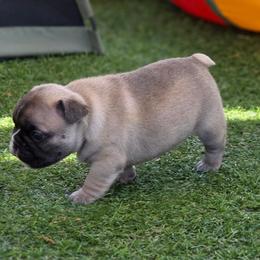 Fawn girl - Fawn female French Bulldog puppy in Polk City, Florida from Best Friend Frenchies, LLC
