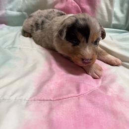 Blue boy - Blue merle male Australian Shepherd puppy in Wittmann, Arizona from Wranglin Farms
