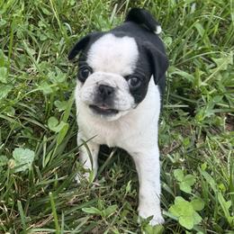 Pug Puppies from Pug Envy