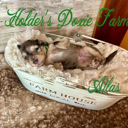 Atlas - Dapple male Dachshund puppy in Atwood, Oklahoma from Holder’s Doxie Farm