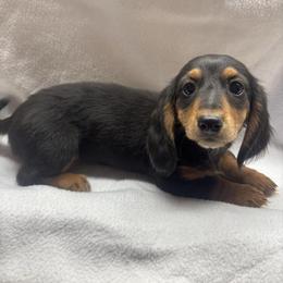 Hannah - Black and tan female Dachshund puppy in Mountain Grove, Missouri from Happy Hounds and More🐾