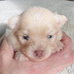 Champ - Cream parti male Pomeranian puppy in Garvin, Oklahoma from Hochatown Awesome Aussies