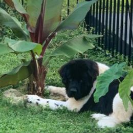 Assorted Doodle Crosses, Newfoundlands, Poodles, Saint Berdoodles, and Saint Bernards from Mammoth Doodles