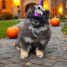 Cerberus - Black and tan male Pomeranian puppy in Pueblo, Colorado from Rocky Mountain Pomeranians