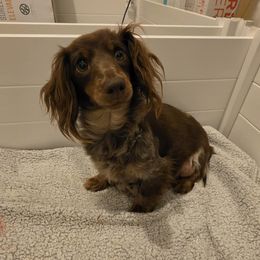 Holly - Dachshund