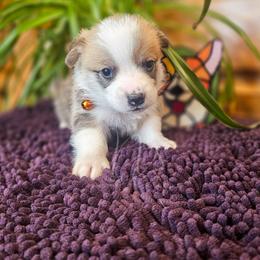 Festus - Red male Pembroke Welsh Corgi puppy in Fortine, Montana from North Star Pembroke Welsh Corgi's