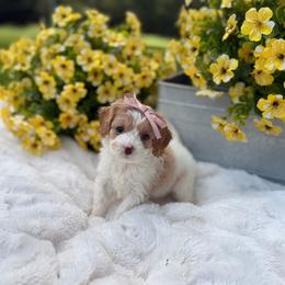 Cleo - Red female Cavapoo puppy in Somerset, Kentucky from Hilltop Doodles KY LLC