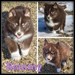 Remmy - Red and white female Siberian Husky puppy in Wheeler, Michigan from Haase Family Kennels