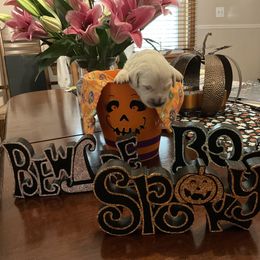 Ms. Orange - Light golden female Golden Retriever puppy in Westminster, Maryland from Tupelo Honey Farm's Golden Retrievers