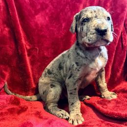 Damon - Merle male Great Dane puppy in Jerusalem, Arkansas from Mara Danes