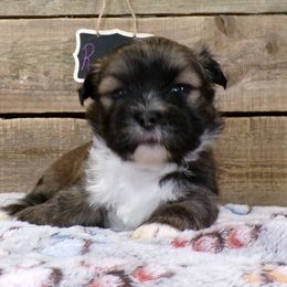 Rosetta - Brown female Lhasa Apso puppy in Jefferson, New York from Absolute Lhasa Love