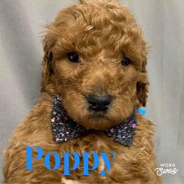 Goldendoodle Puppies from Bear Ridge Doodles