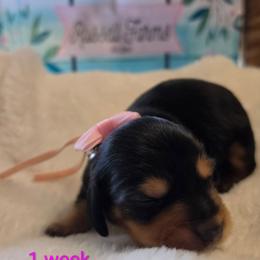 Dolly - Black and cream female Dachshund puppy in Kempner, Texas from Russell Farms Dachshund