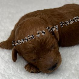 Poodle Puppies from Coasta J’s Toy Poodles