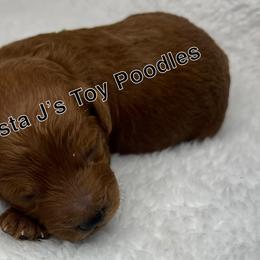 Poodle Puppies from Coasta J’s Toy Poodles