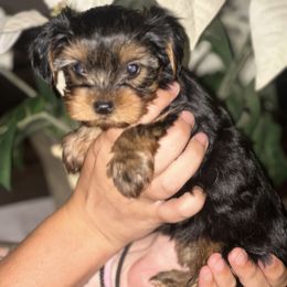 Baby boy 1 - Black and tan male Yorkshire Terrier puppy in Loganville, Georgia from The Doggy Empire