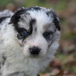 Blue Merle male 1 - Blue merle male Border Collie puppy in Tylertown, Mississippi from Cool Meadow Farms