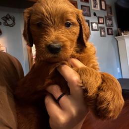 Roku - Red  male Goldendoodle puppy in Glen Daniel, West Virginia from Dani’s Doodles