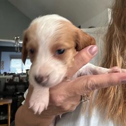 Spot - Piebald male Dachshund puppy in Falcon, Missouri from K2D2 Farm