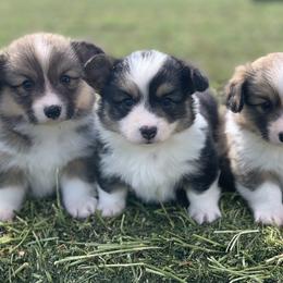 Pembroke Welsh Corgi Puppies from Nunas Corgis