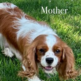 Darcy - Cavalier King Charles Spaniel
