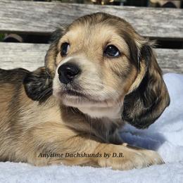 Karl - Cream male Dachshund puppy in Ben Wheeler, Texas from Anytime Dachshunds by D.B.