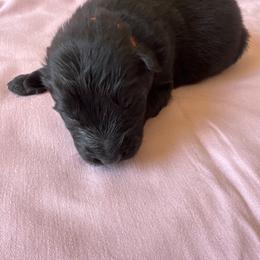 Neon orange boy - Black and silver male German Shepherd puppy in Jennings, Kansas from Lost Creek German Shepherds LLC