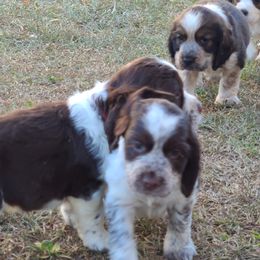 English Springer Spaniel Puppies from Savannah River Springers