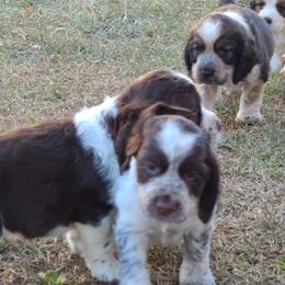 English Springer Spaniel Puppies from Savannah River Springers