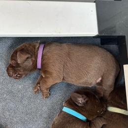 Dark Purple Girl - Chocolate female Labrador Retriever puppy in Rock Hill, South Carolina from North Star Retrievers