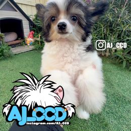 Robert (Mini Baby face) - Black white and tan male Chinese Crested puppy in San Francisco, California from Aj_CCD