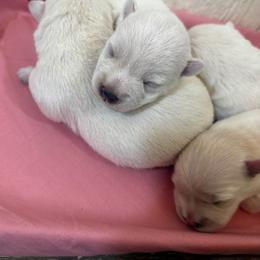 Girl 1 - White female West Highland White Terrier puppy in Scurry, Texas from Davis Westies
