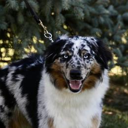 Ash - Australian Shepherd