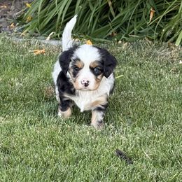 Chief - Black and tan male Companion Cross puppy in Pasco, Washington from Columbia Basin Puppies