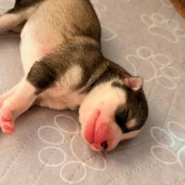 Rosalina - Gray and white female Siberian Husky puppy in Mc Cleary, Washington from Chelsea's Huskies