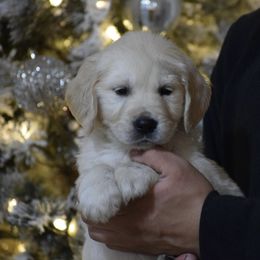 Lime Green Collar - Light golden male Golden Retriever puppy in Stedman, North Carolina from Wise-Taylor Goldens