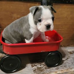 Male 1 - Blue male Boston Terrier puppy in Wilson, North Carolina from Chrysco Boston Terriers