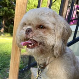 Dom - Shih Tzu