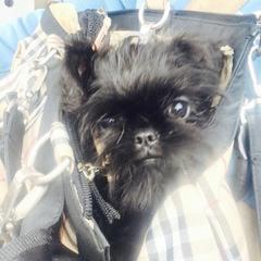 Bernese Mountain Dog and Brussels Griffon Puppies from Brooks Berner Bears