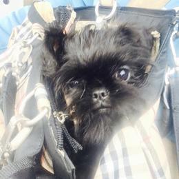 Bernese Mountain Dog and Brussels Griffon Puppies from Brooks Berner Bears