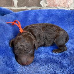 Orange Collar - Phantom male Poodle puppy in Huntsville, Alabama from Flint River Poodles