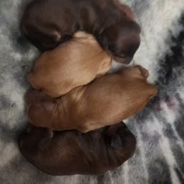 Cavapoo Puppies from Jessie's Puppies