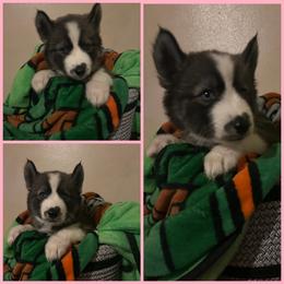 Black or agouti pink female - Black female Siberian Husky puppy in Wheeling, West Virginia from Powells Huskies