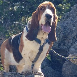 Basset Hound All Grown Up from Castlewood Basset Hounds