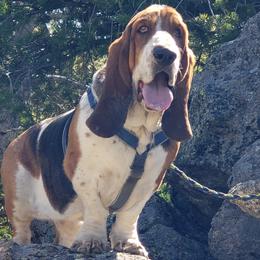 Basset Hound All Grown Up from Castlewood Basset Hounds