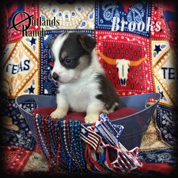 Brooks - Black and tan male Pembroke Welsh Corgi puppy in Anson, Texas from Outlands Ranch