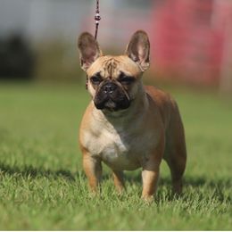 French Bulldog All Grown Up from French Bulldogs