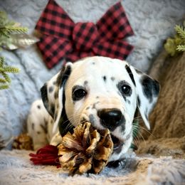 Girl 1 - Dalmatian puppy from Spot On Dalmatians