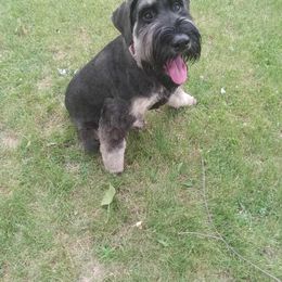Giant Schnauzer Puppies from House of Roth Giant Schnauzers